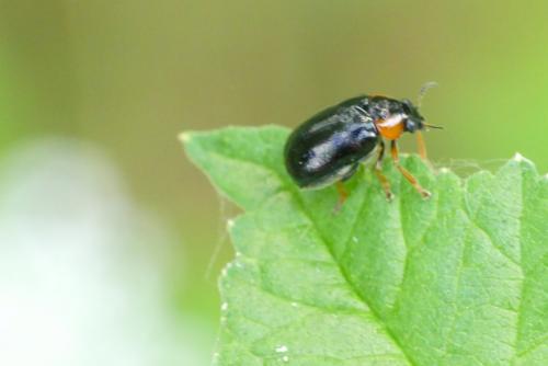 Réf. 258 060 : Smaragdina sp.